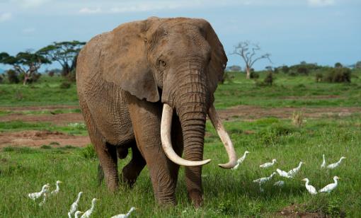 陸地戰斗力最強的動物