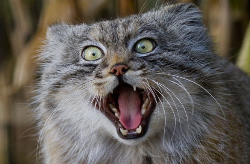 世界上最兇悍的貓