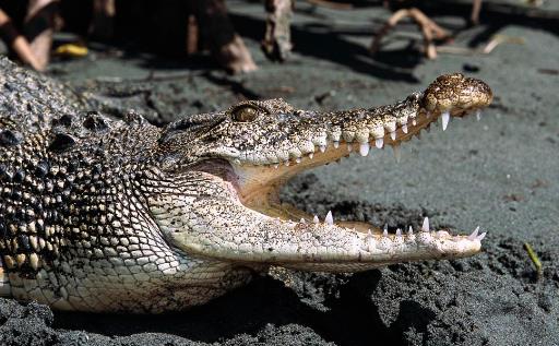 世界咬合力第一的動物 灣鱷咬合力達1900公斤