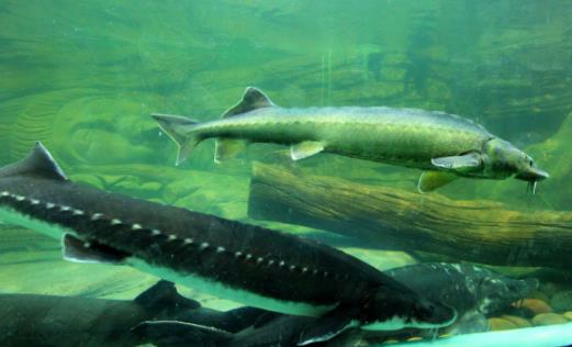 長江最大的魚 長江魚王中華鱘重量可達千斤