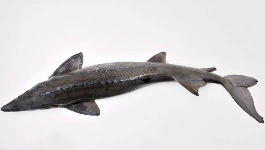 長江最大的魚 長江魚王中華鱘重量可達千斤