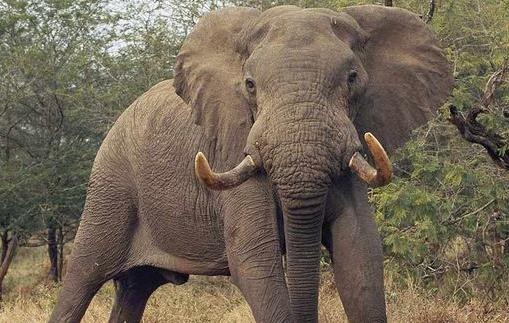 陸地戰斗力最強的動物