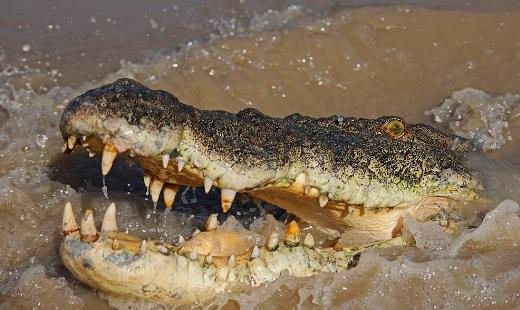 世界咬合力第一的動物 灣鱷咬合力達1900公斤