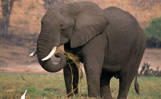 陸地戰斗力最強的動物