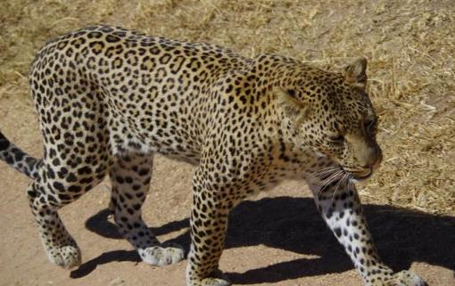 史前最強獵豹 桑給巴爾豹已經滅絕