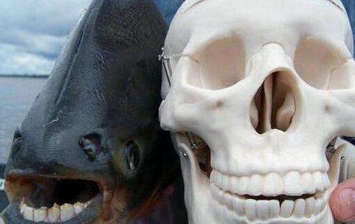 世界上最奇葩的魚人齒魚