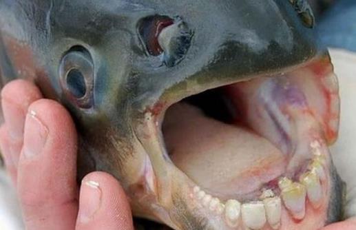 世界上最奇葩的魚人齒魚
