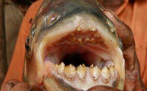 世界上最奇葩的魚人齒魚