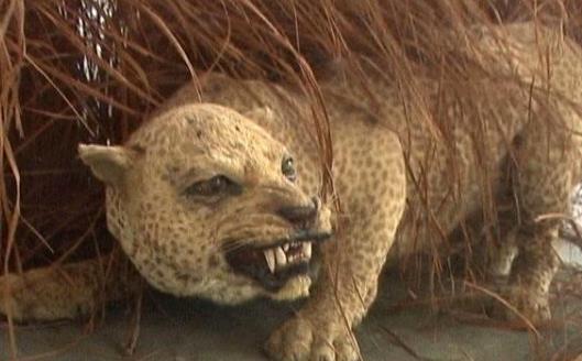 史前最強獵豹 桑給巴爾豹已經滅絕