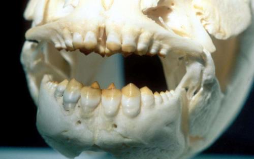 世界上最奇葩的魚人齒魚