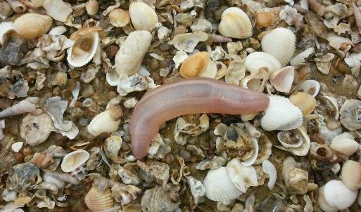 世界上最邪惡的海鮮