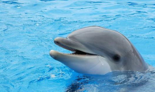 世界上最大的的淡水海豚