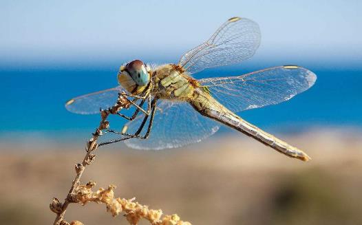 眼睛最多的昆蟲