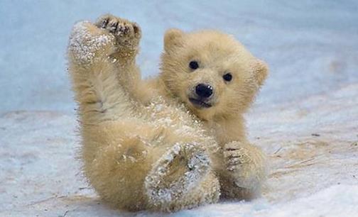 世界上皮毛最保暖的動物