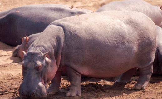 世界上嘴巴最大的陸生哺乳動(dòng)物河馬