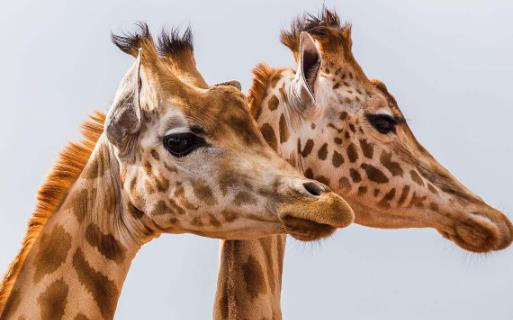 世界上最高的長頸鹿