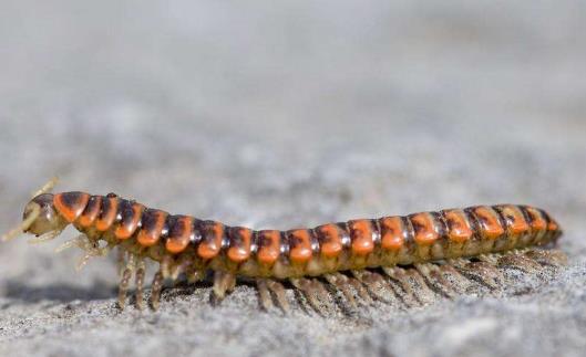 世界上足最多的動(dòng)物