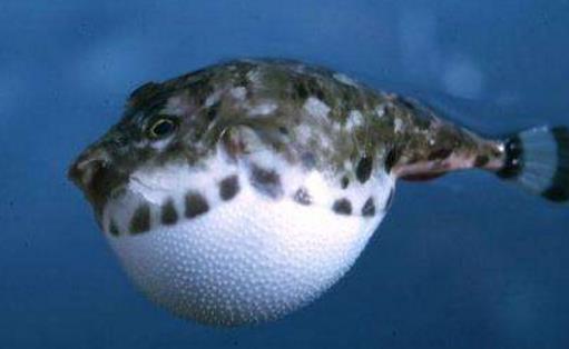 世界上最貴的毒藥