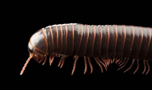 世界上足最多的動(dòng)物