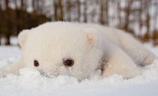 世界上皮毛最保暖的動物