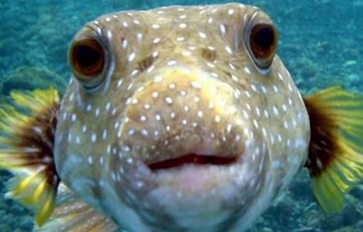 世界上最貴的毒藥