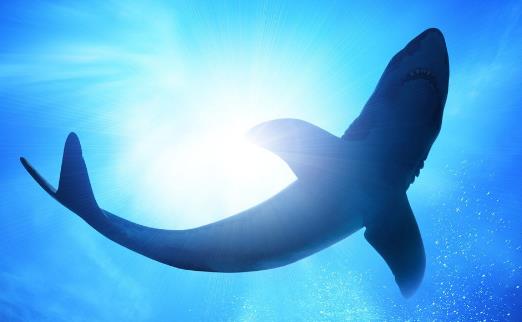 世界上最大的食肉魚類 大白鯊噬人