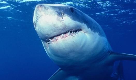 世界上最大的食肉魚類 大白鯊噬人