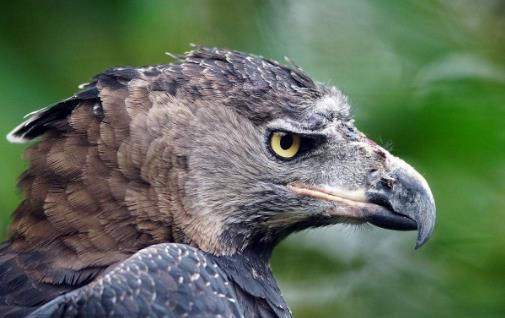 世界上最大的鷹