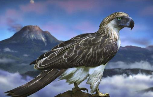 世界上最大的鷹