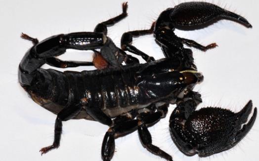世界上最大的蝎子