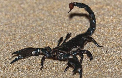 世界上最大的蝎子