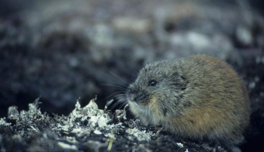 世界上什么動物繁殖最快
