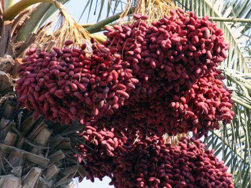 世界上生產椰棗最多的是哪個國家?伊拉克棗椰樹簡介