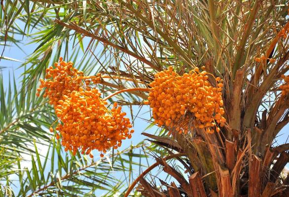 世界上生產椰棗最多的是哪個國家?伊拉克棗椰樹簡介