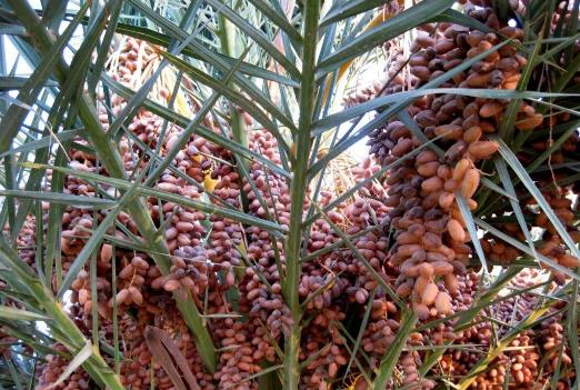 世界上生產椰棗最多的是哪個國家?伊拉克棗椰樹簡介