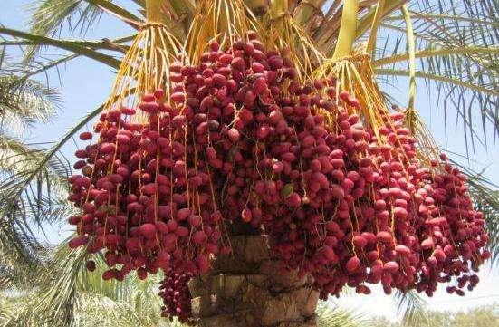 世界上生產椰棗最多的是哪個國家?伊拉克棗椰樹簡介