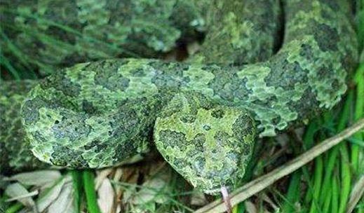 世界上最貴的毒蛇莽山烙鐵頭蛇 價(jià)格高達(dá)百萬美元中國特有品種