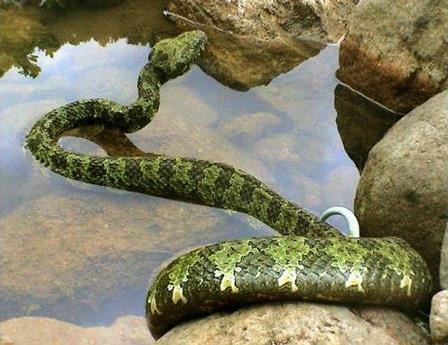 世界上最貴的毒蛇莽山烙鐵頭蛇 價(jià)格高達(dá)百萬美元中國特有品種