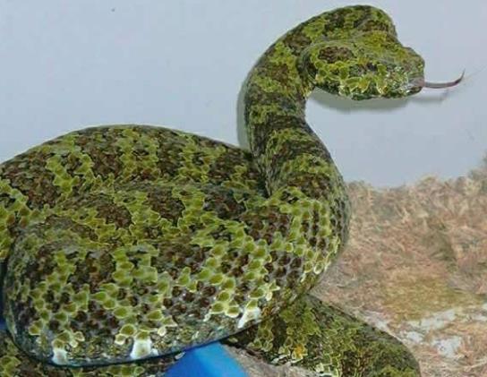世界上最貴的毒蛇莽山烙鐵頭蛇 價(jià)格高達(dá)百萬美元中國特有品種