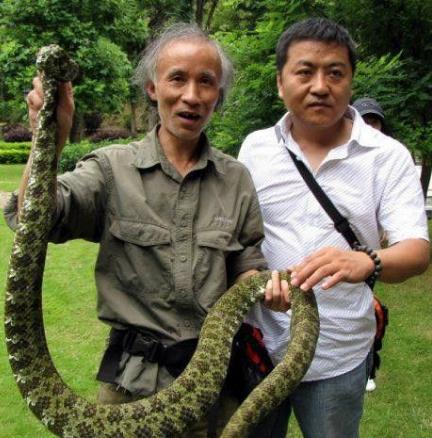 世界上最貴的毒蛇莽山烙鐵頭蛇 價(jià)格高達(dá)百萬美元中國特有品種