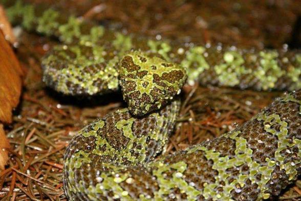 世界上第一個發(fā)現(xiàn)莽山烙鐵頭蛇的人蛇博士陳遠輝 蛇市場價多少錢一條