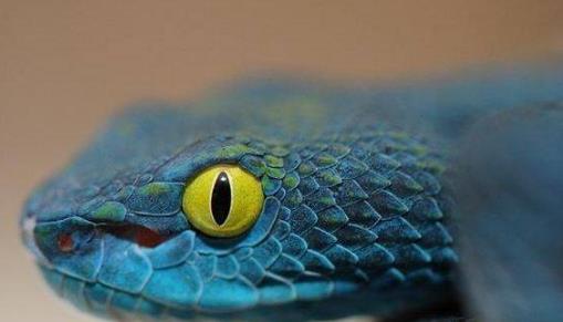 世界上最貴的無毒蛇藍(lán)血樹蟒(一條350萬元) 藍(lán)血蛇為什么這么貴