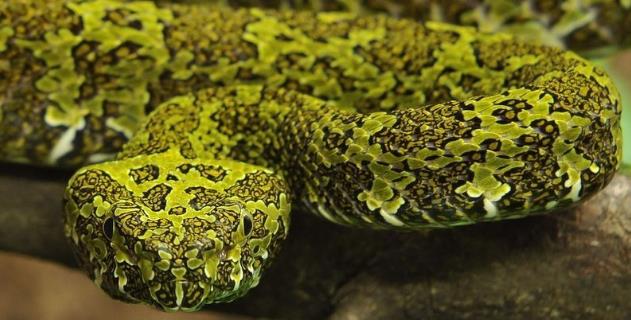 世界上第一個發(fā)現(xiàn)莽山烙鐵頭蛇的人蛇博士陳遠輝 蛇市場價多少錢一條