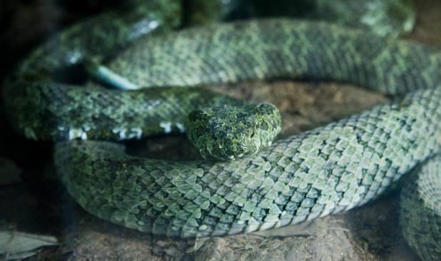 世界上第一個發(fā)現(xiàn)莽山烙鐵頭蛇的人蛇博士陳遠輝 蛇市場價多少錢一條