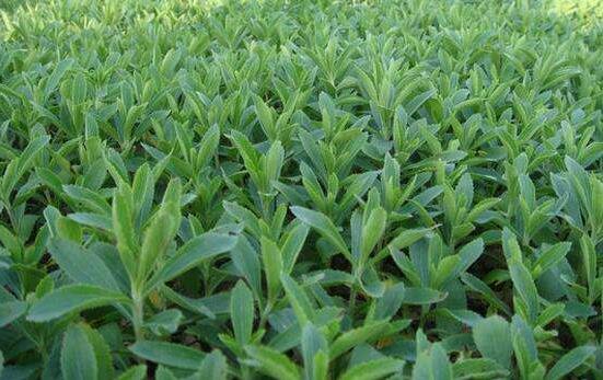 世界上最甜的葉子 甜度為蔗糖的300倍 活糖精甜葉菊的功效與作用