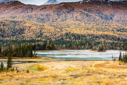 我國發現迄今最早遠古森林 新疆發現距今約有3.71億年的遠古森林