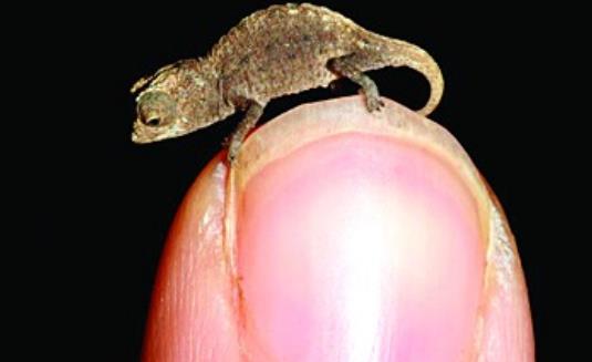 世界上最小的蜥蜴 自如地蜷縮在一分錢硬幣上