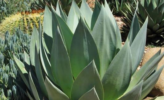 世界上最貴的酒 Tequila Ley 925售價350萬美元