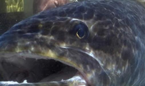 世界上最大的魚 鯨鯊長達20米