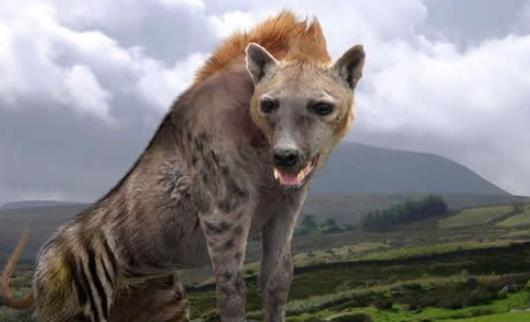 世界史上最龐大的狗 遠古時代巨鬣狗長2.5米重600斤 與成年棕熊相當